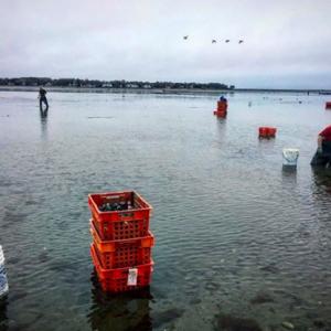 Island creek duxbury bay Oyster Farm